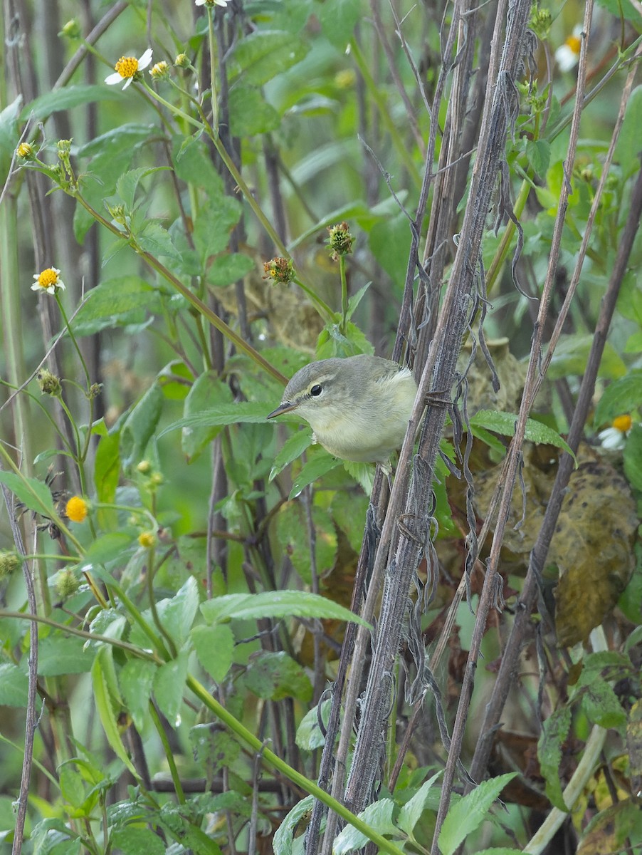 Пеночка-теньковка (tristis) - ML644520969