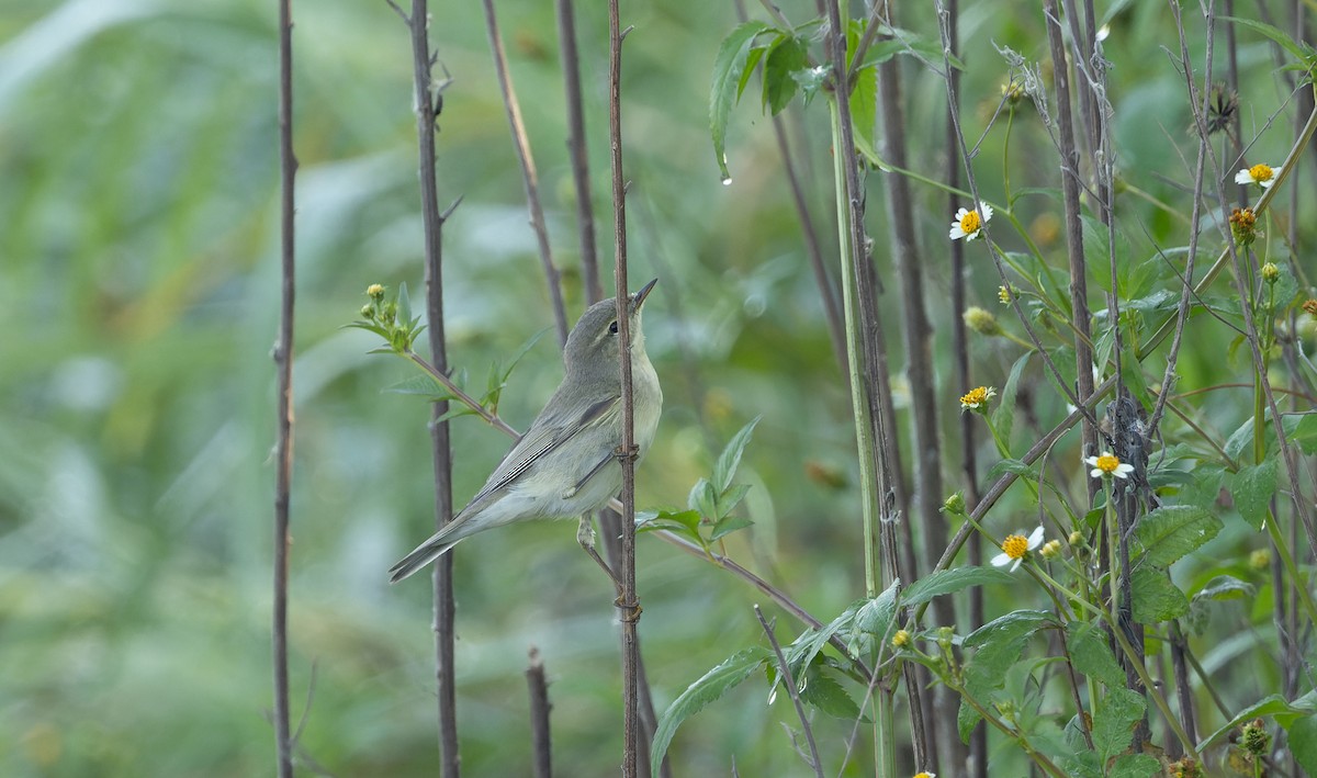 Пеночка-теньковка (tristis) - ML644520970