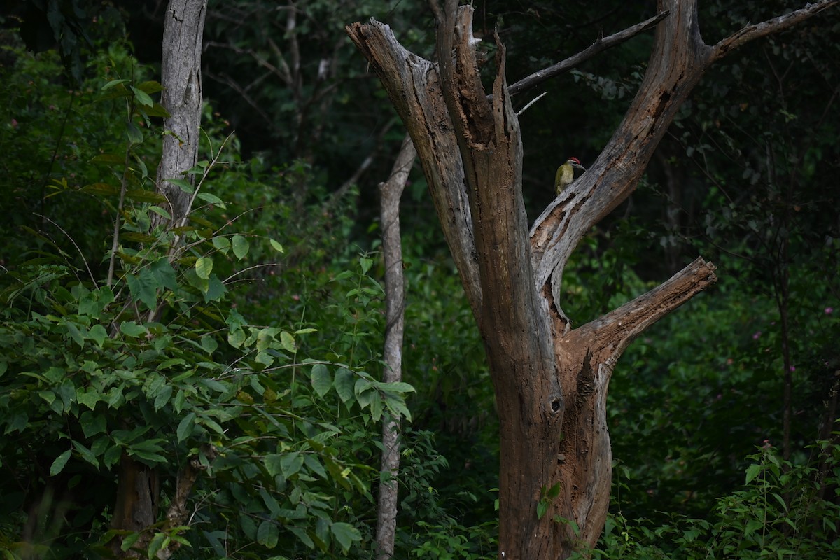 Streak-throated Woodpecker - ML644520976