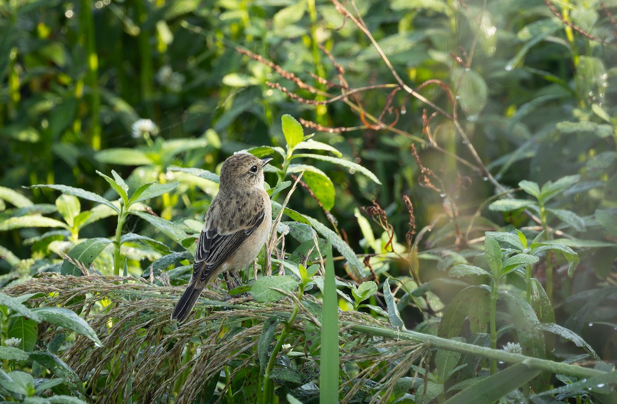 Сибирский черноголовый чекан (группа maurus) - ML644520979