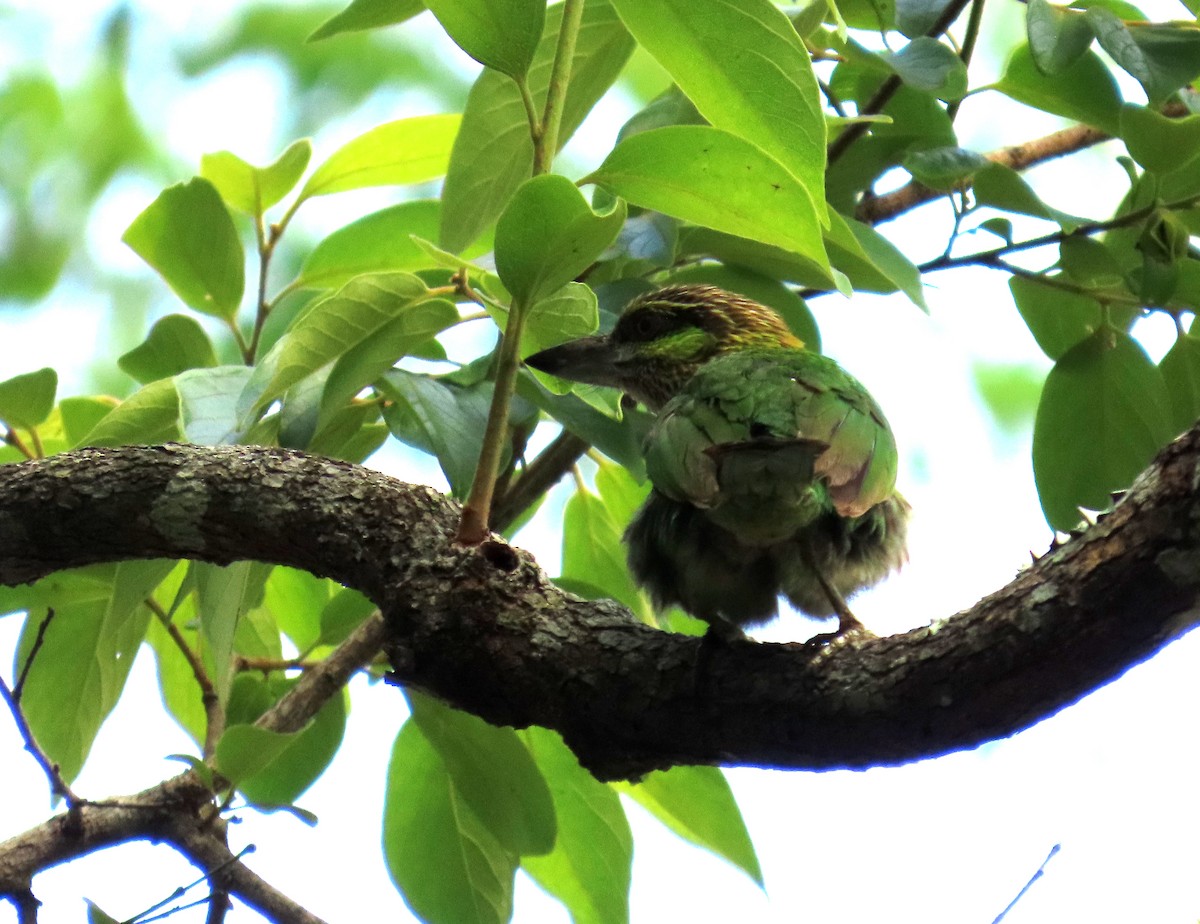 Yeşil Kulaklı Barbet - ML644520980