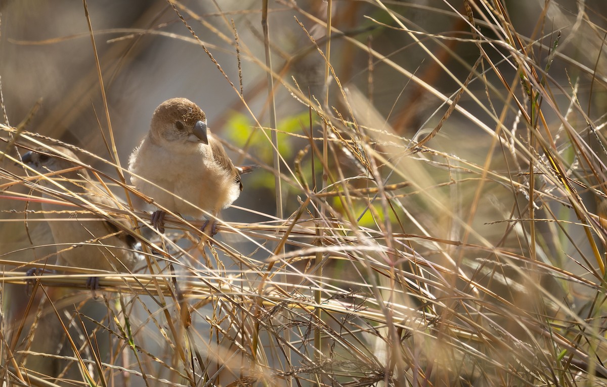 Indian Silverbill - ML644520983