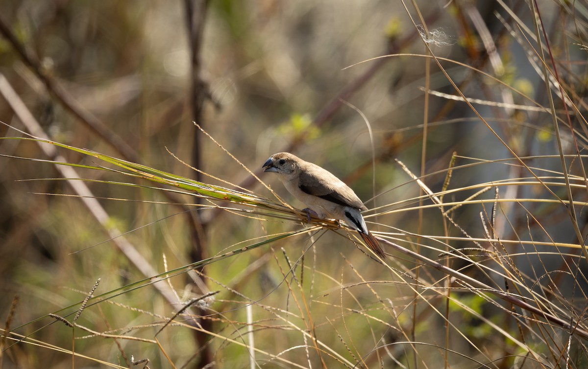 Indian Silverbill - ML644520984