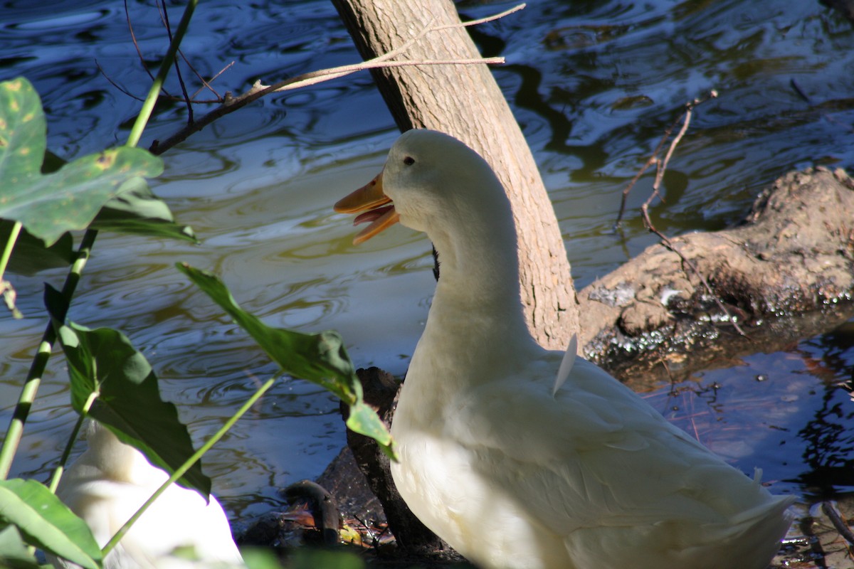 Domestic goose sp. (Domestic type) - ML644520988