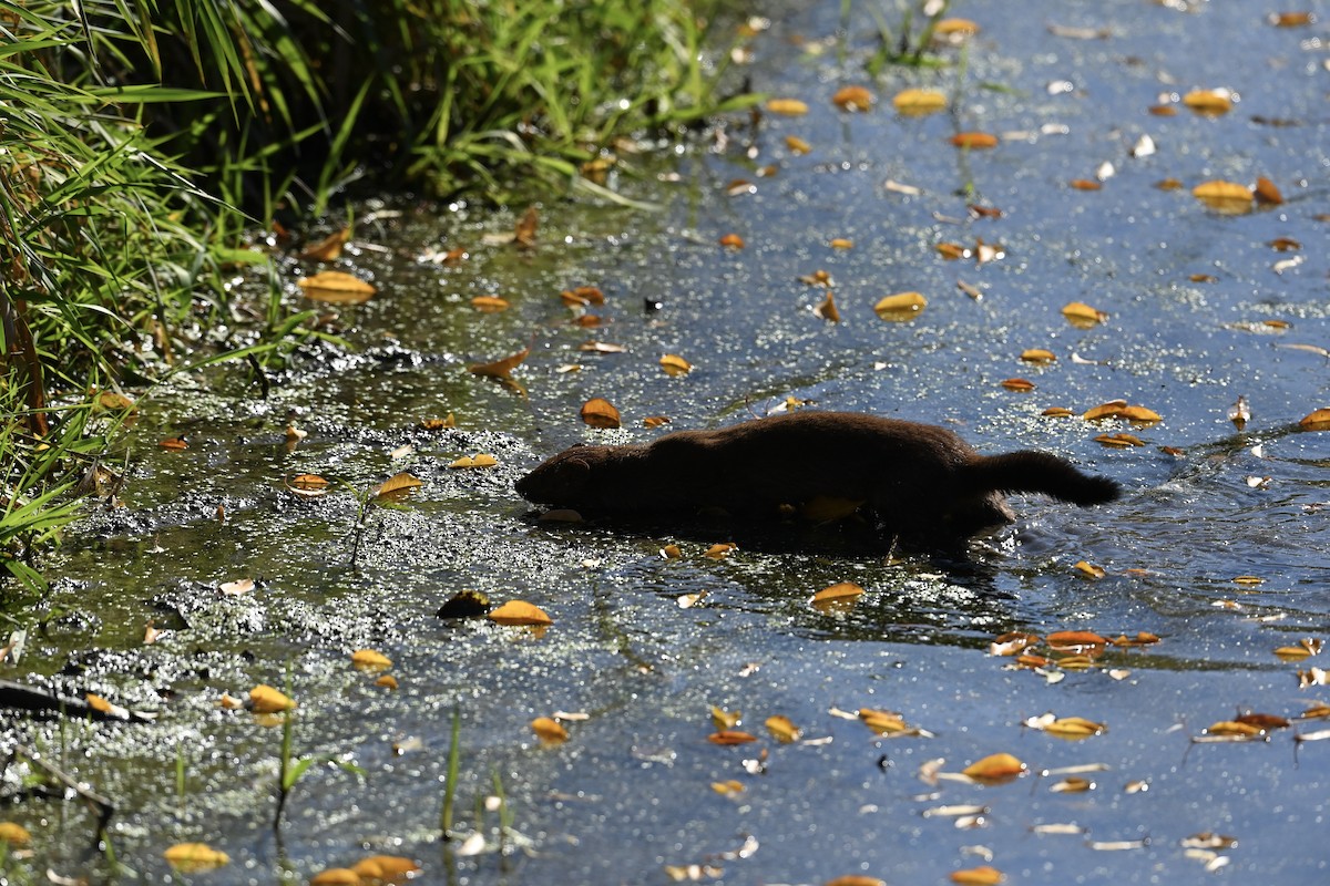 American Mink - ML644520991