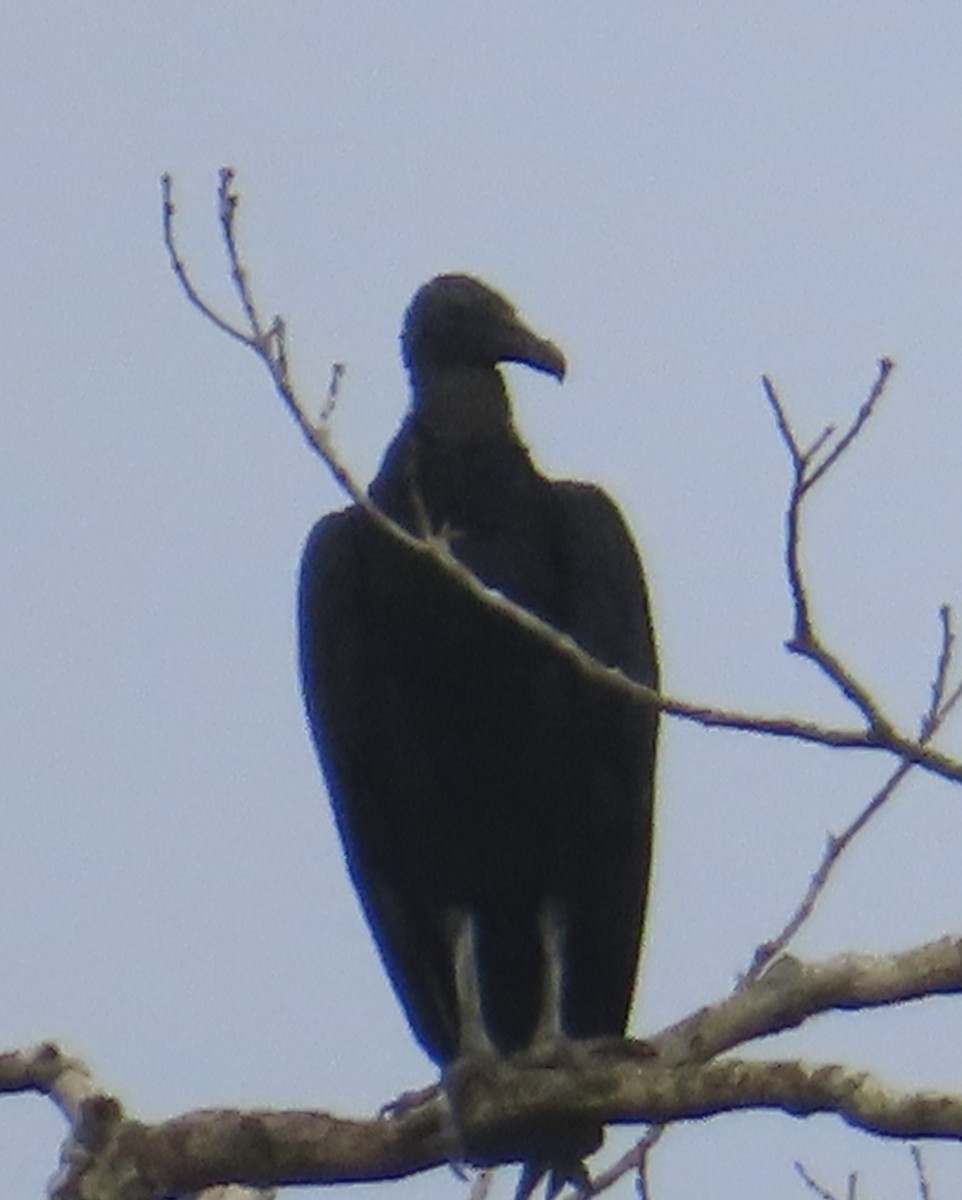 kondor havranovitý - ML644520992