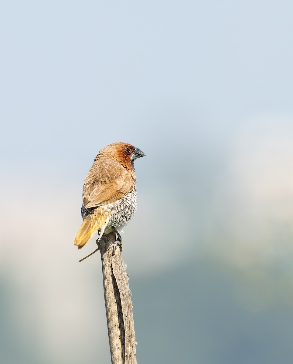 Чешуйчатая муния (punctulata) - ML644520993