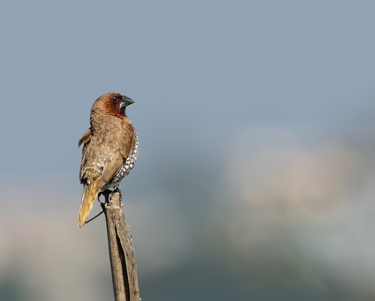 Чешуйчатая муния (punctulata) - ML644520994