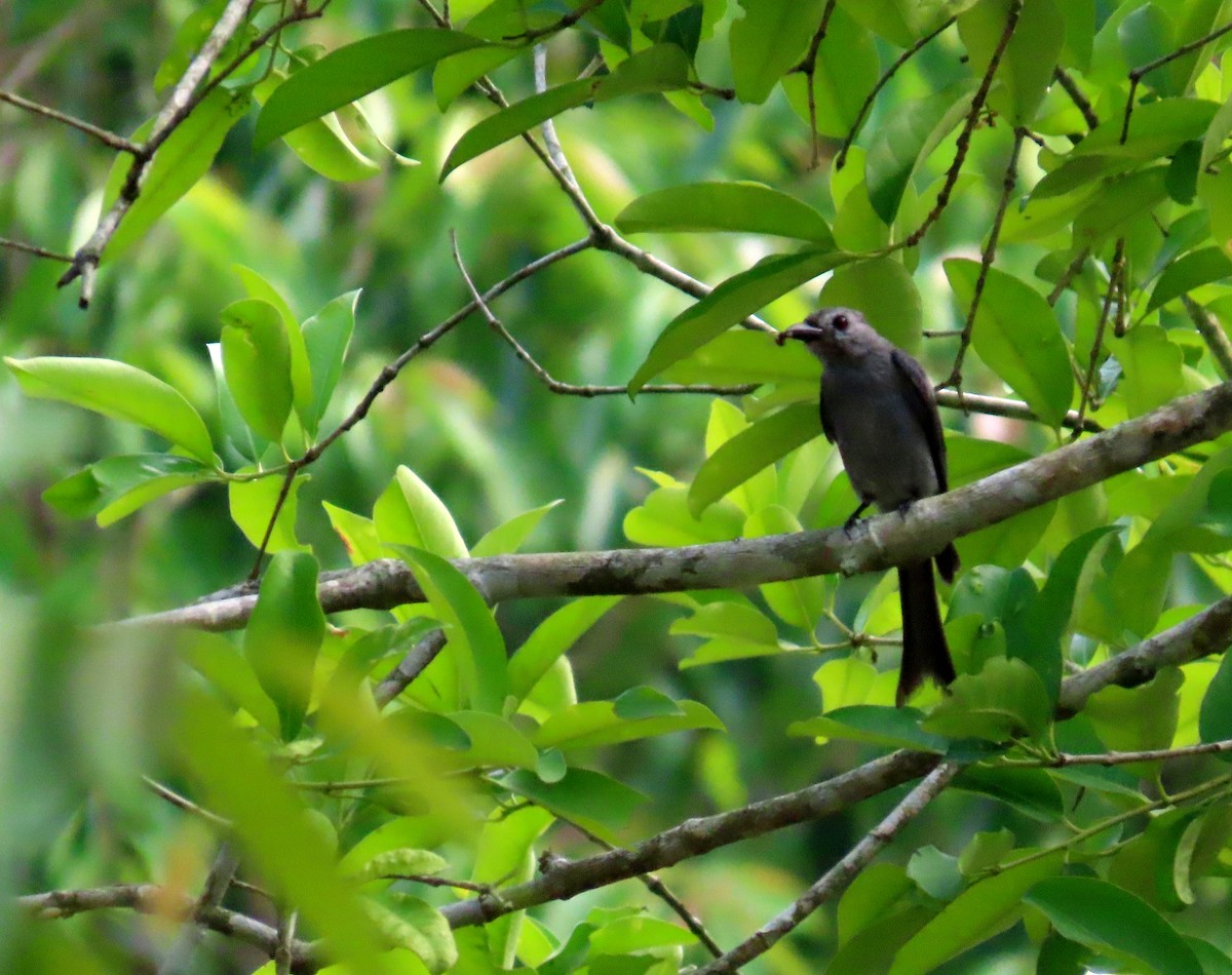 Kül Rengi Drongo - ML644520995