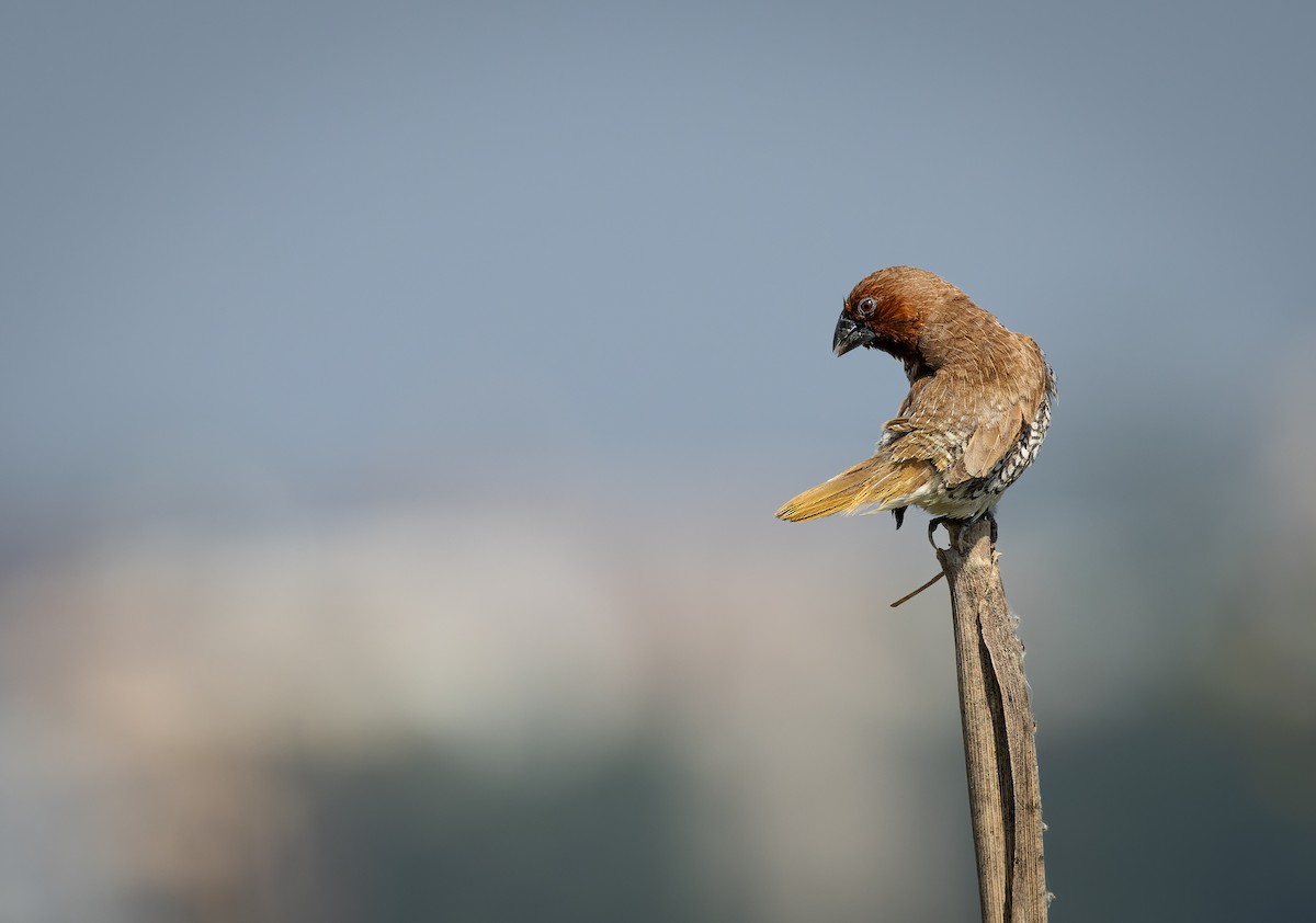 Чешуйчатая муния (punctulata) - ML644520996