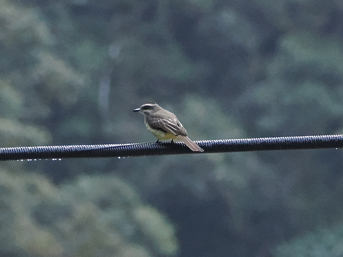 gullissetyrann - ML644521001