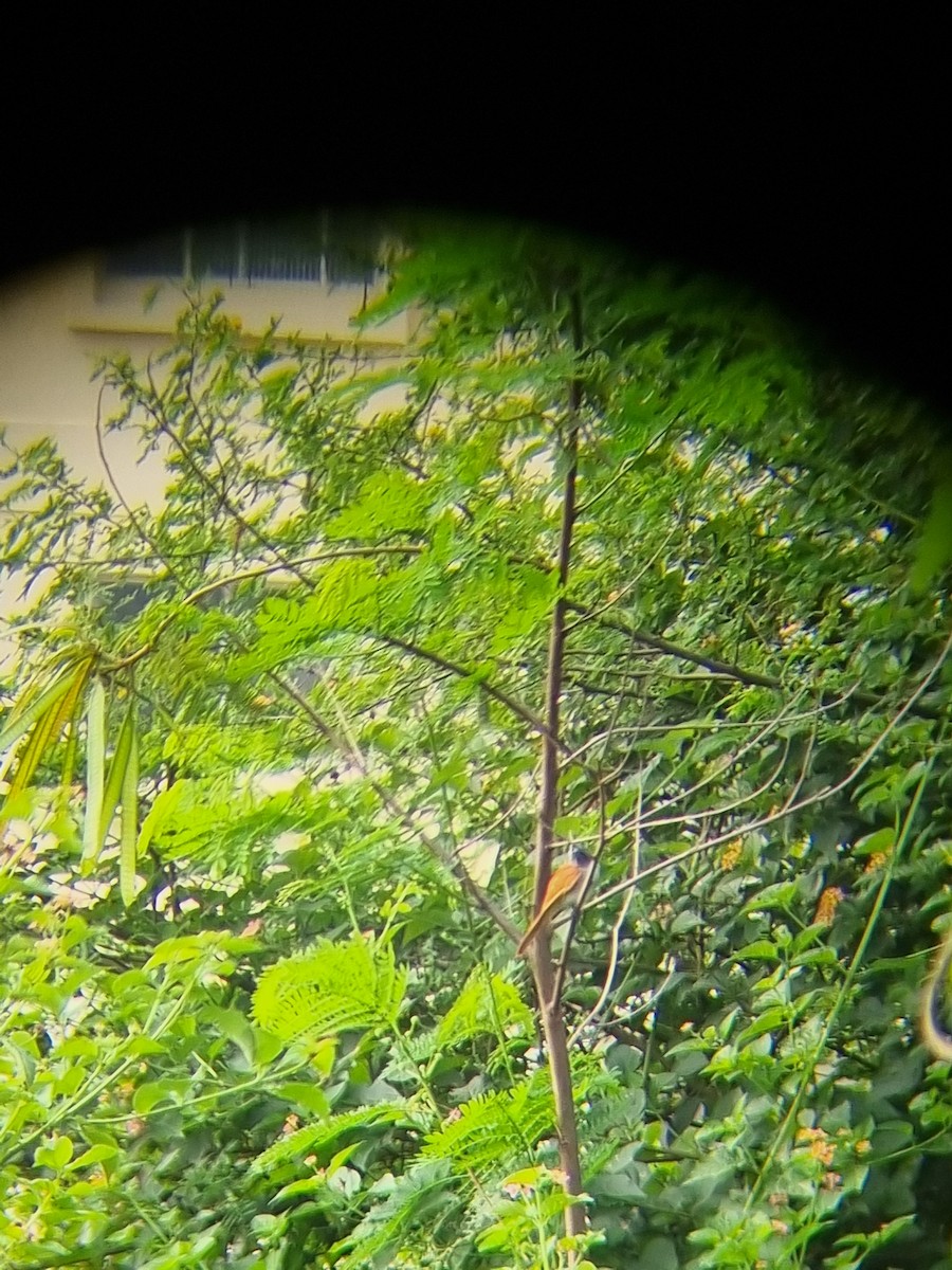 Indian Paradise-Flycatcher - ML644521002