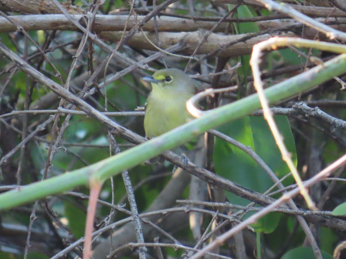 Thick-billed Vireo - ML644521003