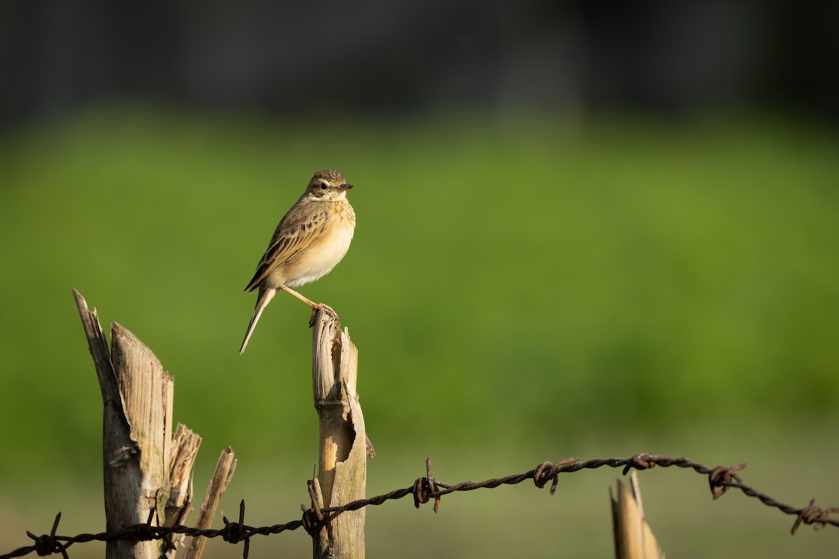 Bisbita Oriental - ML644521005