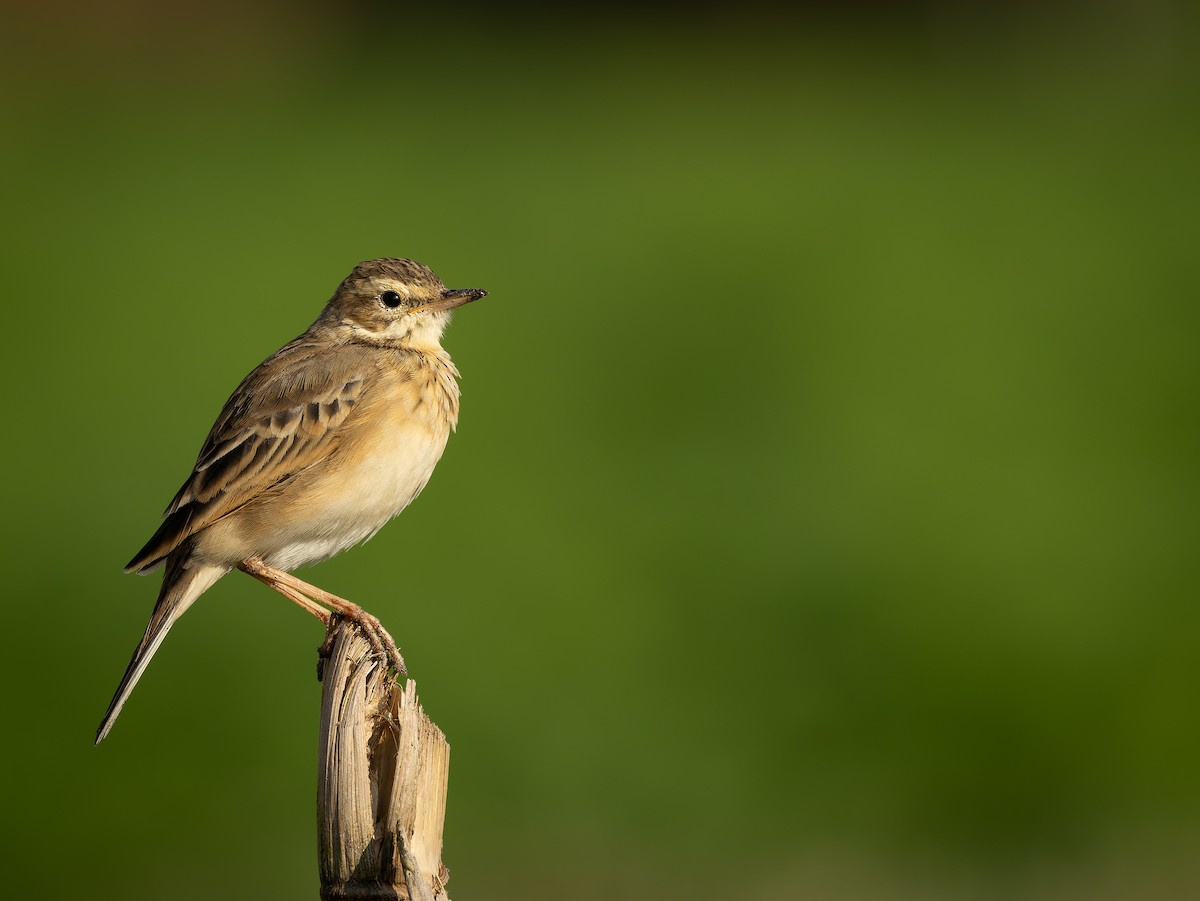 Bisbita Oriental - ML644521006