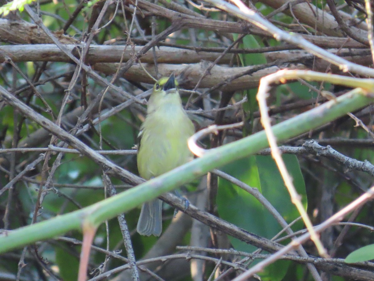 Thick-billed Vireo - ML644521008