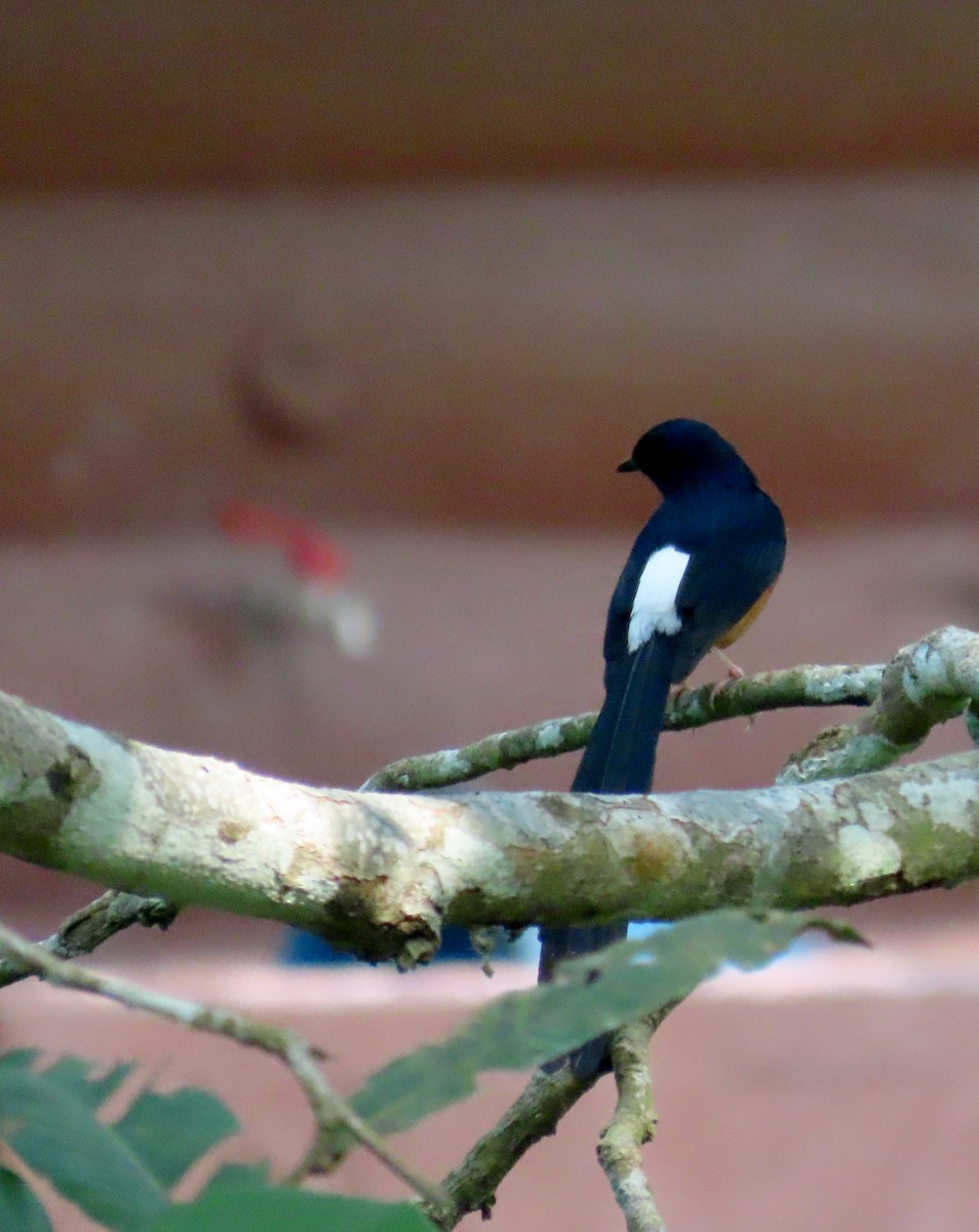 Beyaz Belli Şama - ML644521011