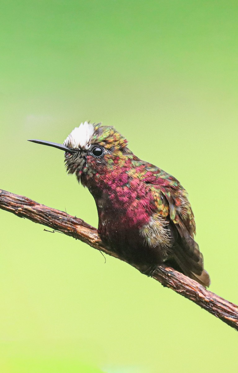 Snowcap - ML644521015