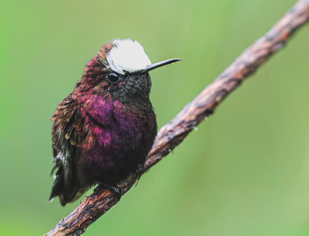 Snowcap - ML644521016