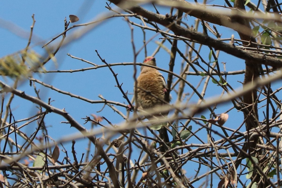 Red-faced Mousebird - ML644521017