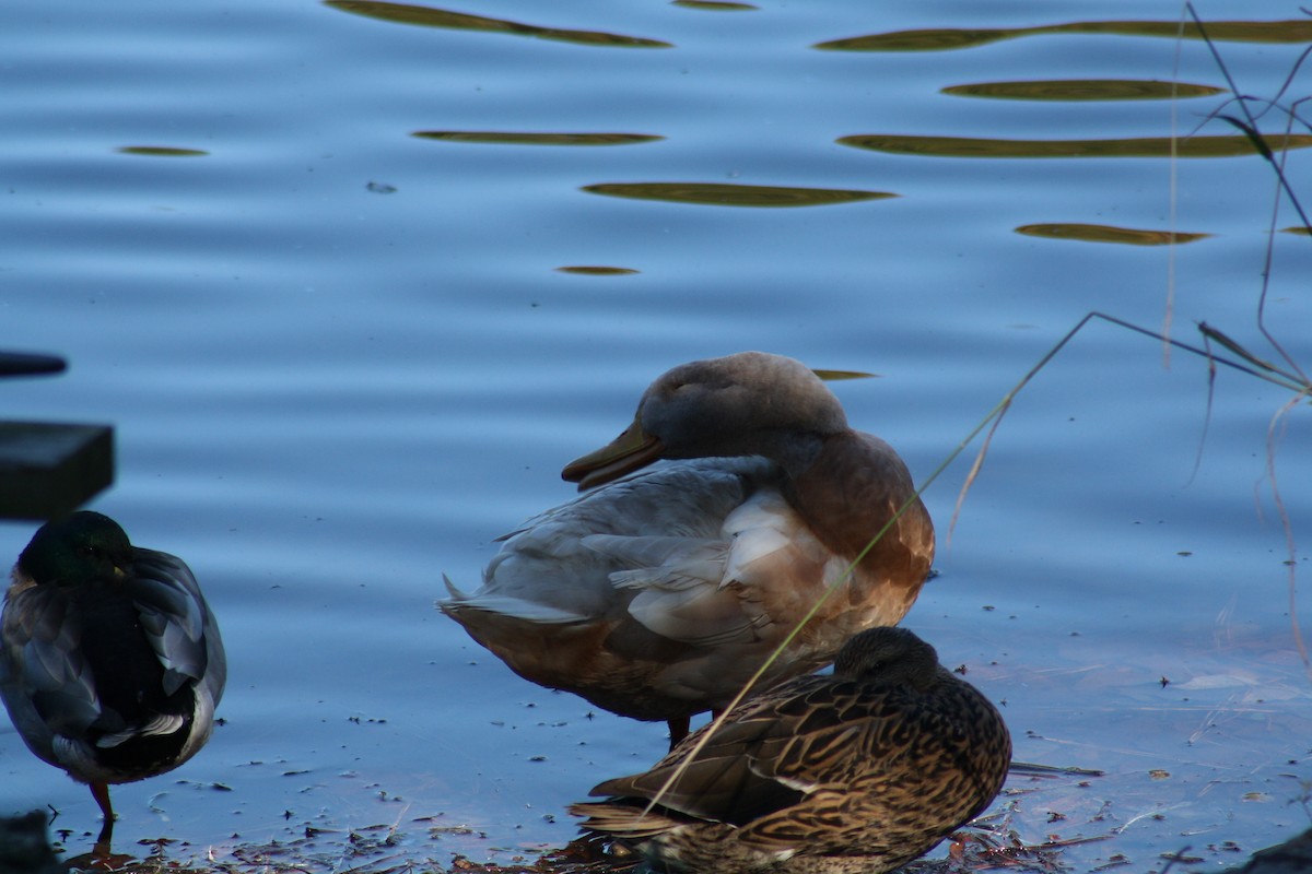 Domestic goose sp. (Domestic type) - ML644521018