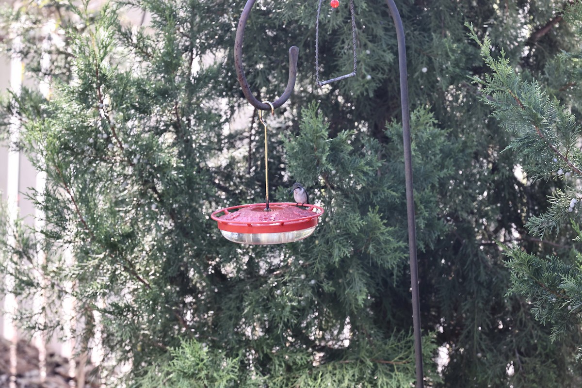 Ruby-throated Hummingbird - ML644521019