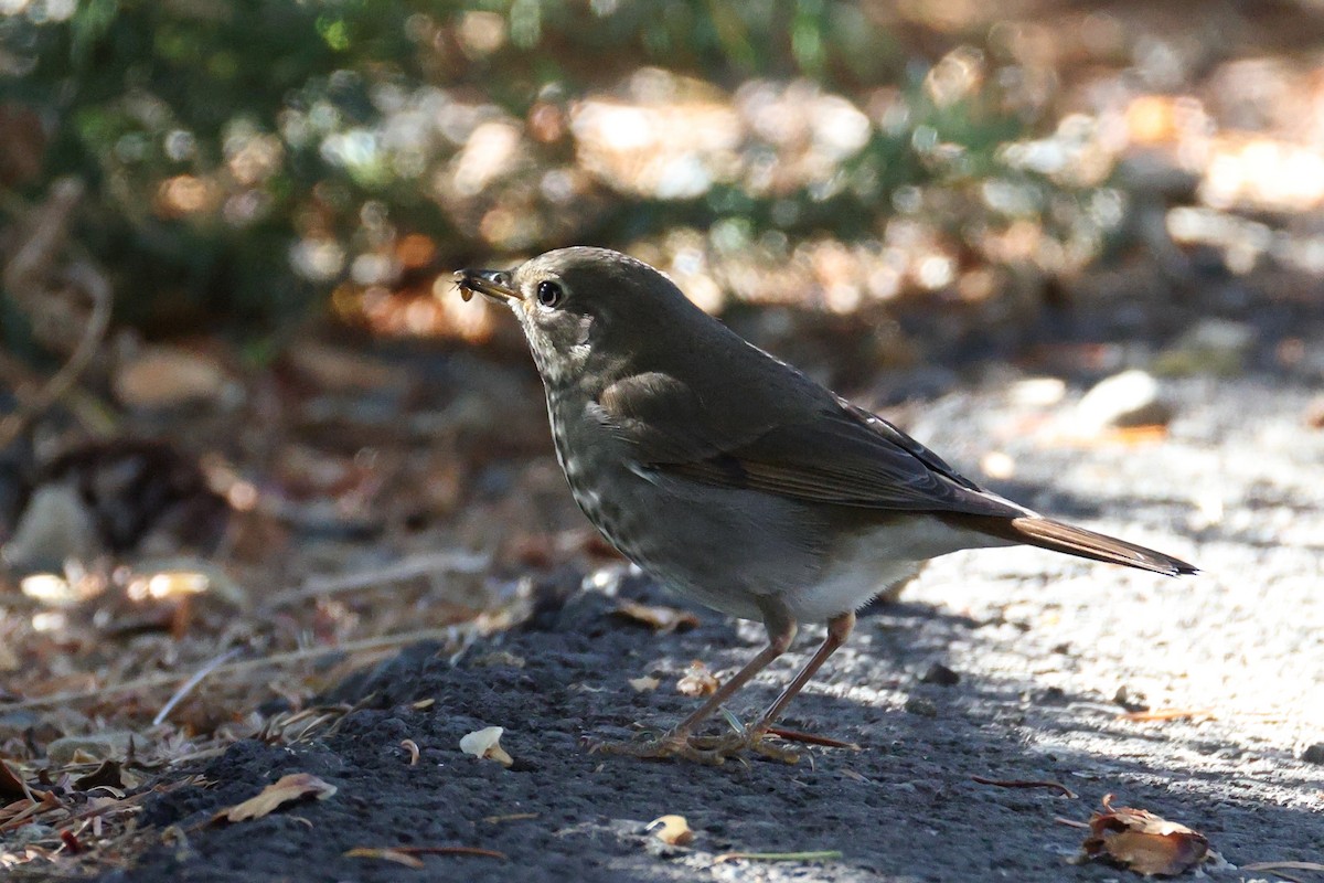 Grive solitaire - ML644521020