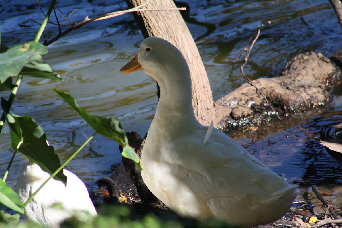 Domestic goose sp. (Domestic type) - ML644521022