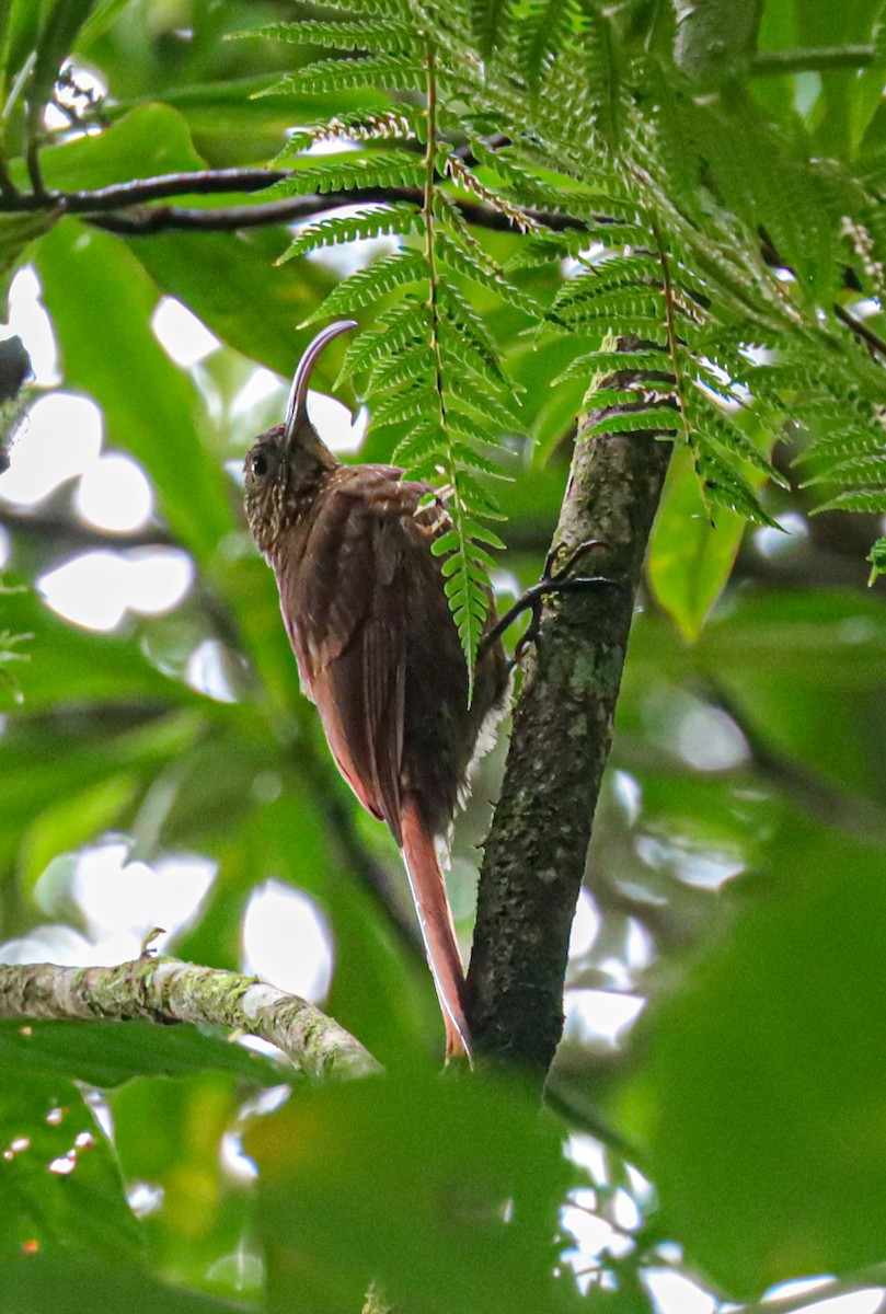 チャユミハシオニキバシリ - ML644521028