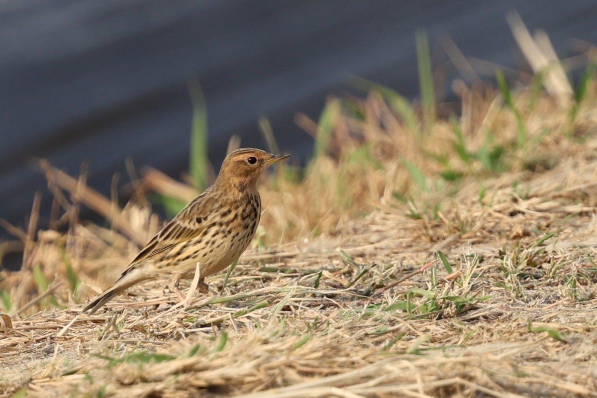 Зосон гүеэт шийхнүүхэй - ML644521039