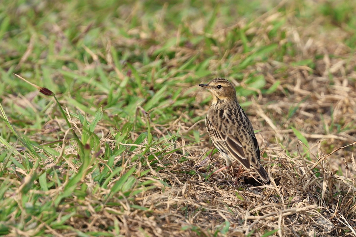 Зосон гүеэт шийхнүүхэй - ML644521041