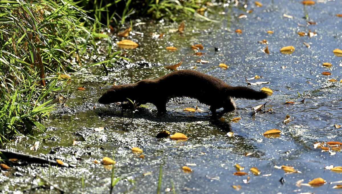 American Mink - ML644521046