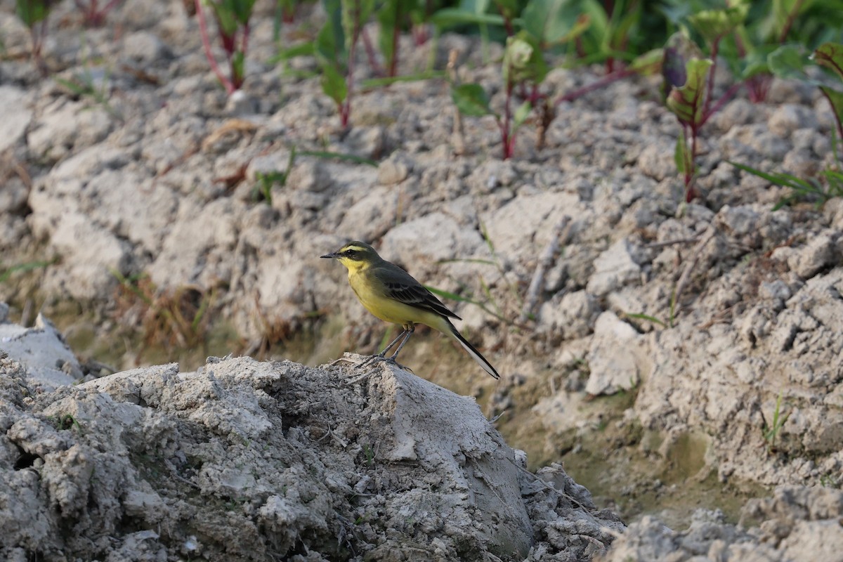 Дорнын шар цэгцгий - ML644521047