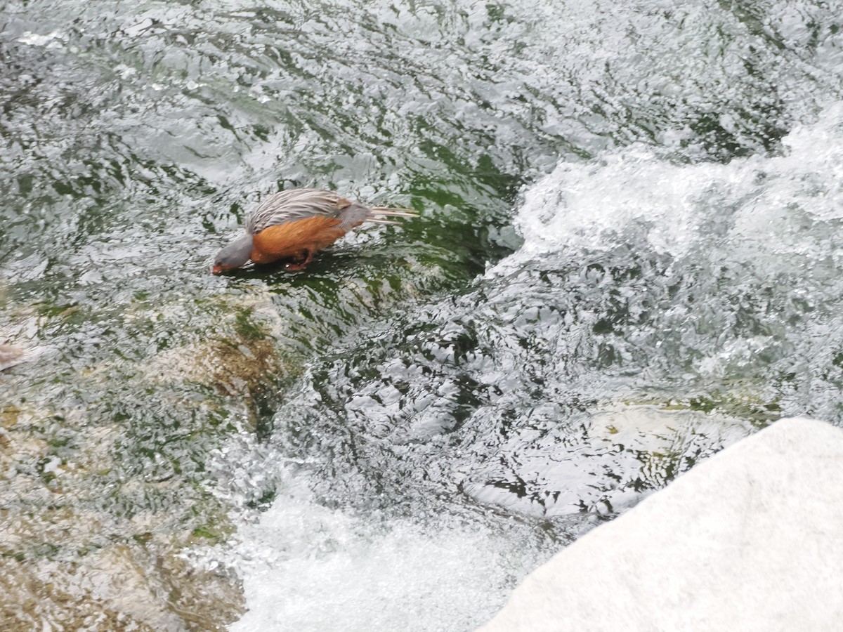 Torrent Duck - ML644521049