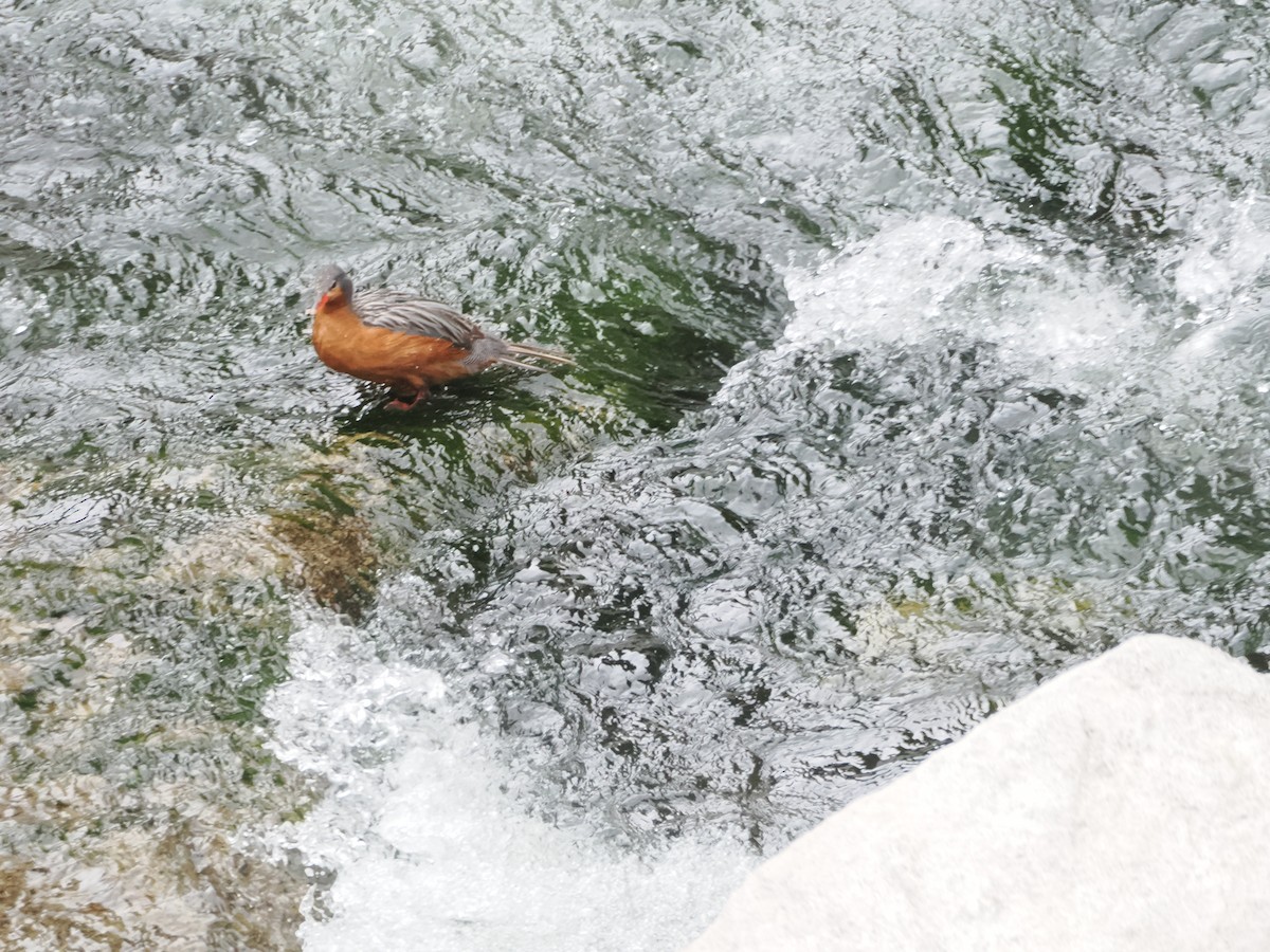 Torrent Duck - ML644521050