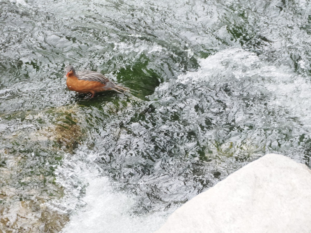 Torrent Duck - ML644521051