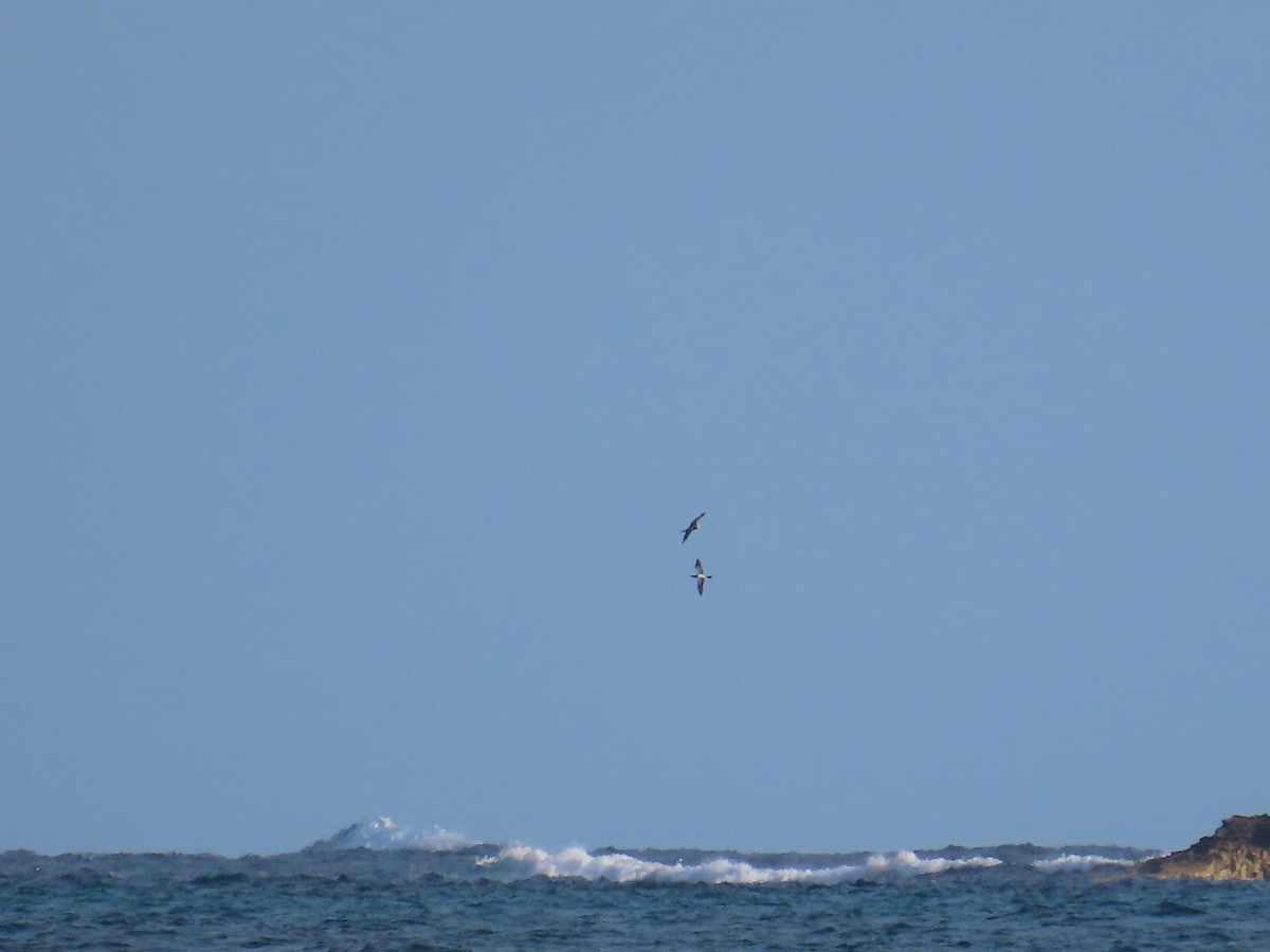 白腹鰹鳥 - ML644521054