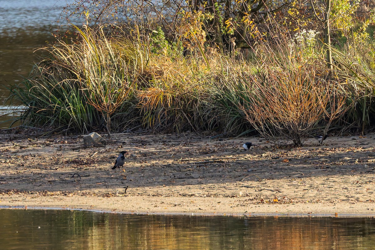 ズキンガラス - ML644521056