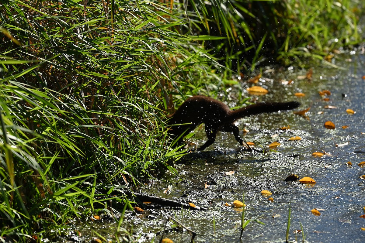 American Mink - ML644521063