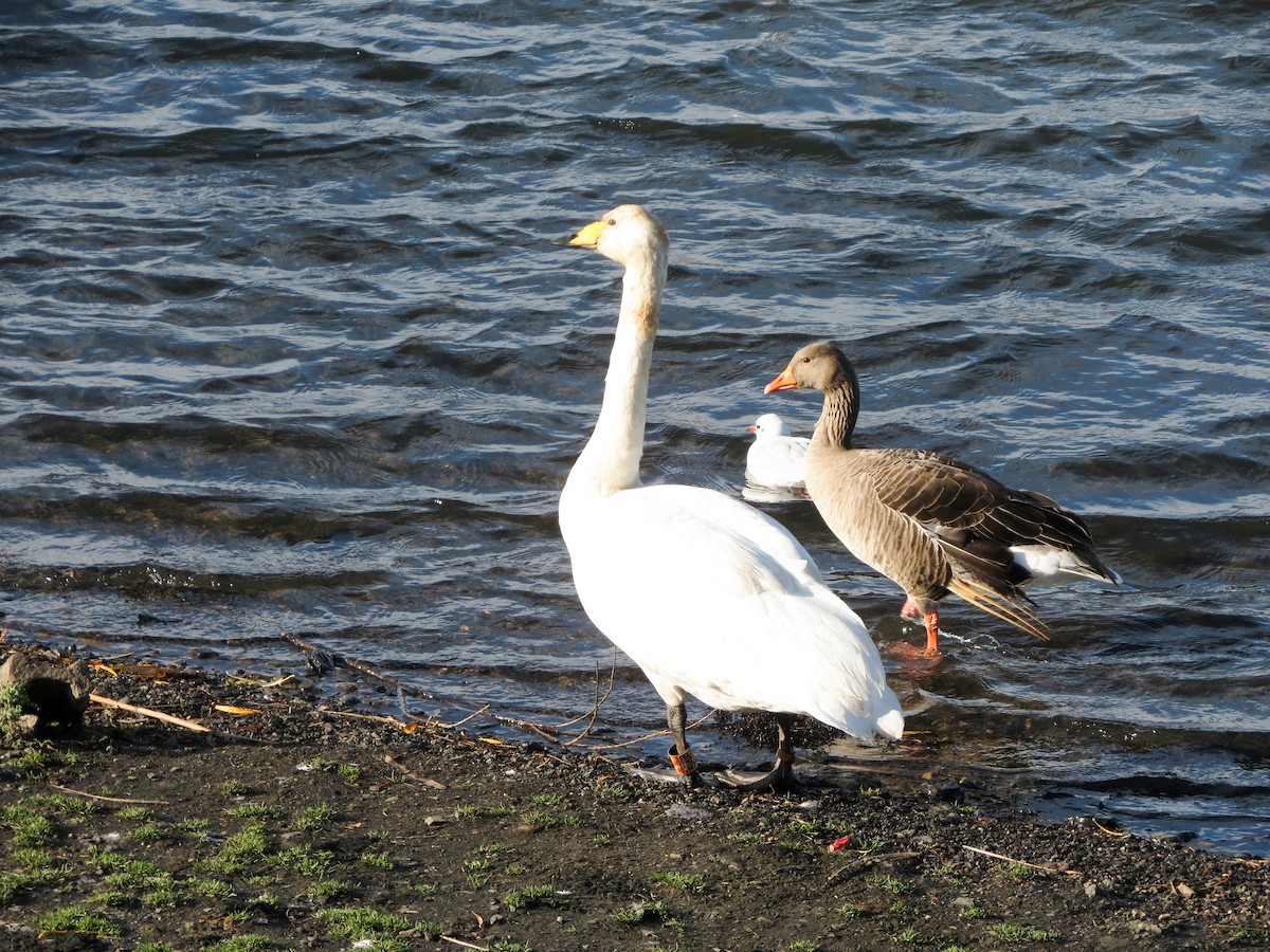 Whooper Swan - ML644521065