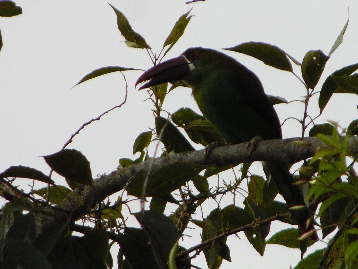 Crimson-rumped Toucanet - ML644521079