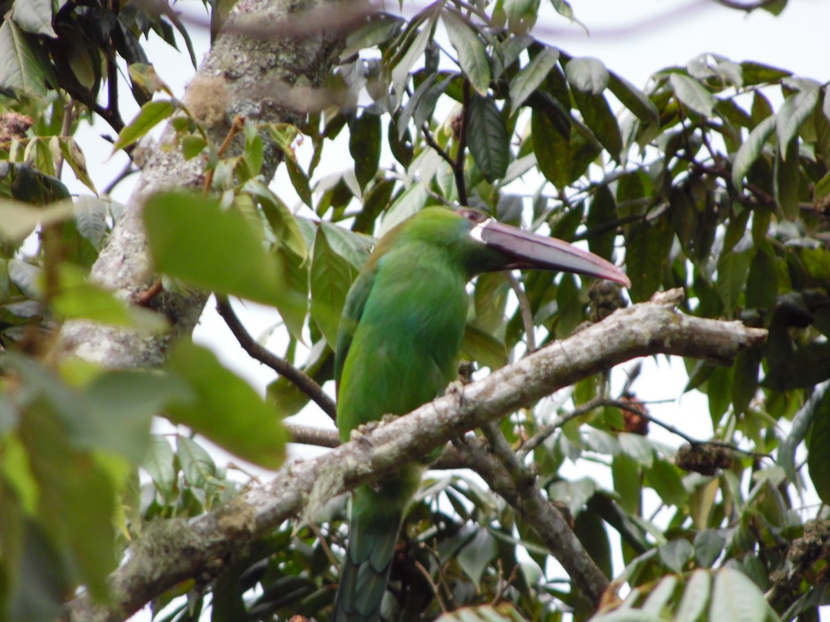 Crimson-rumped Toucanet - ML644521080
