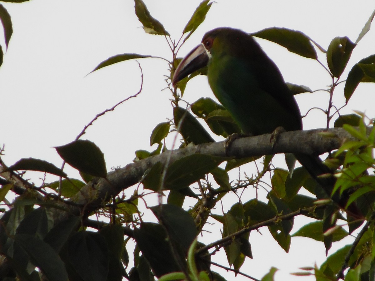 Crimson-rumped Toucanet - ML644521081