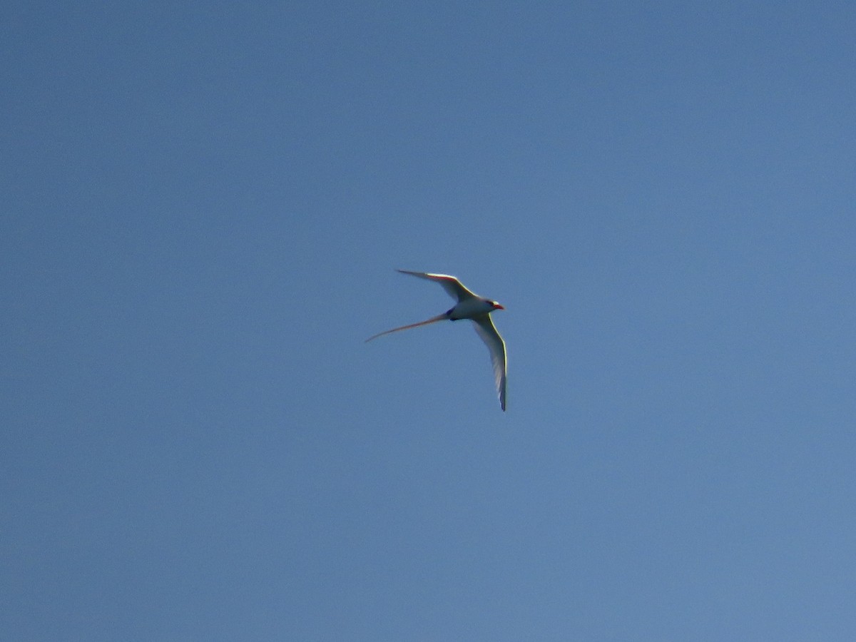 白尾熱帶鳥 - ML644521083