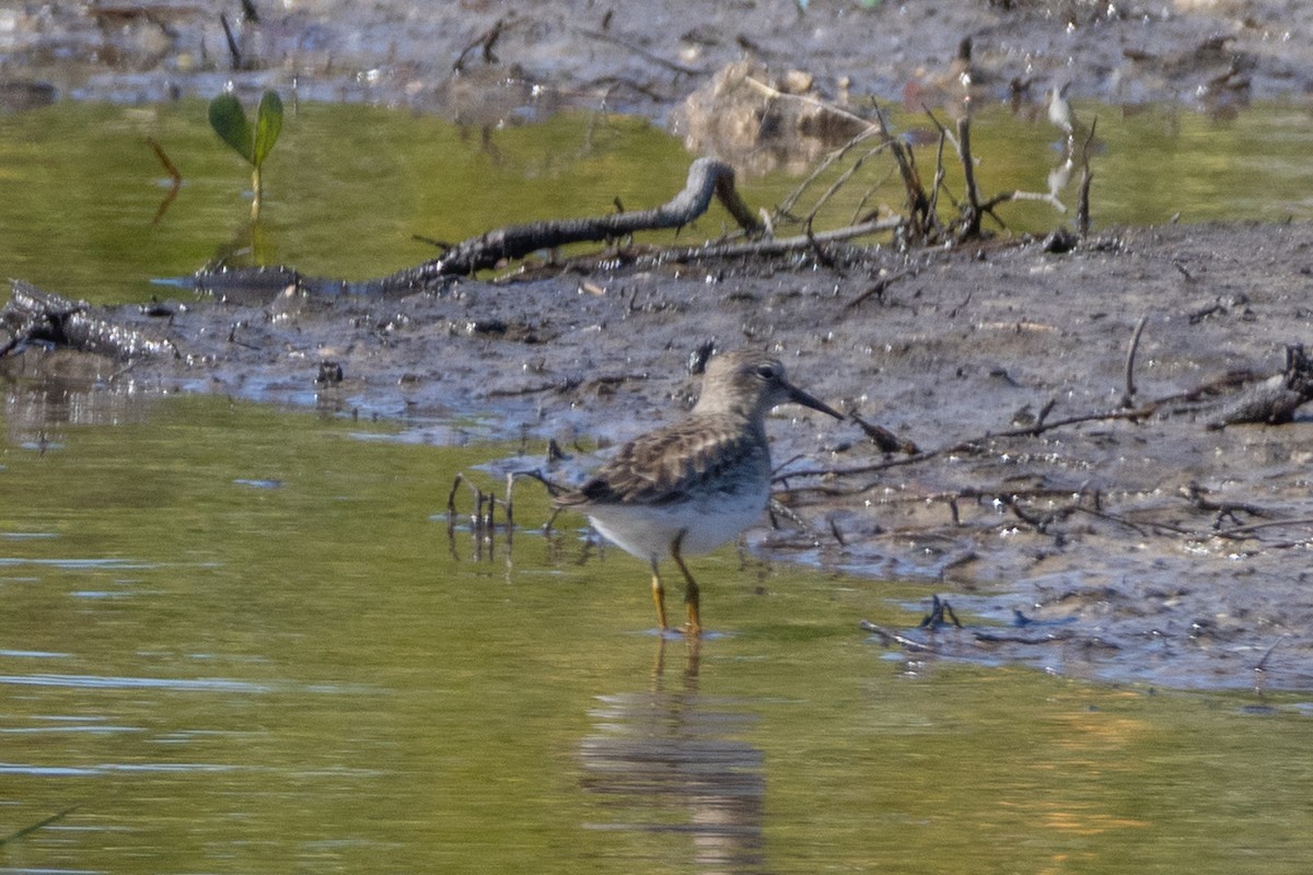 Least Sandpiper - ML644521087