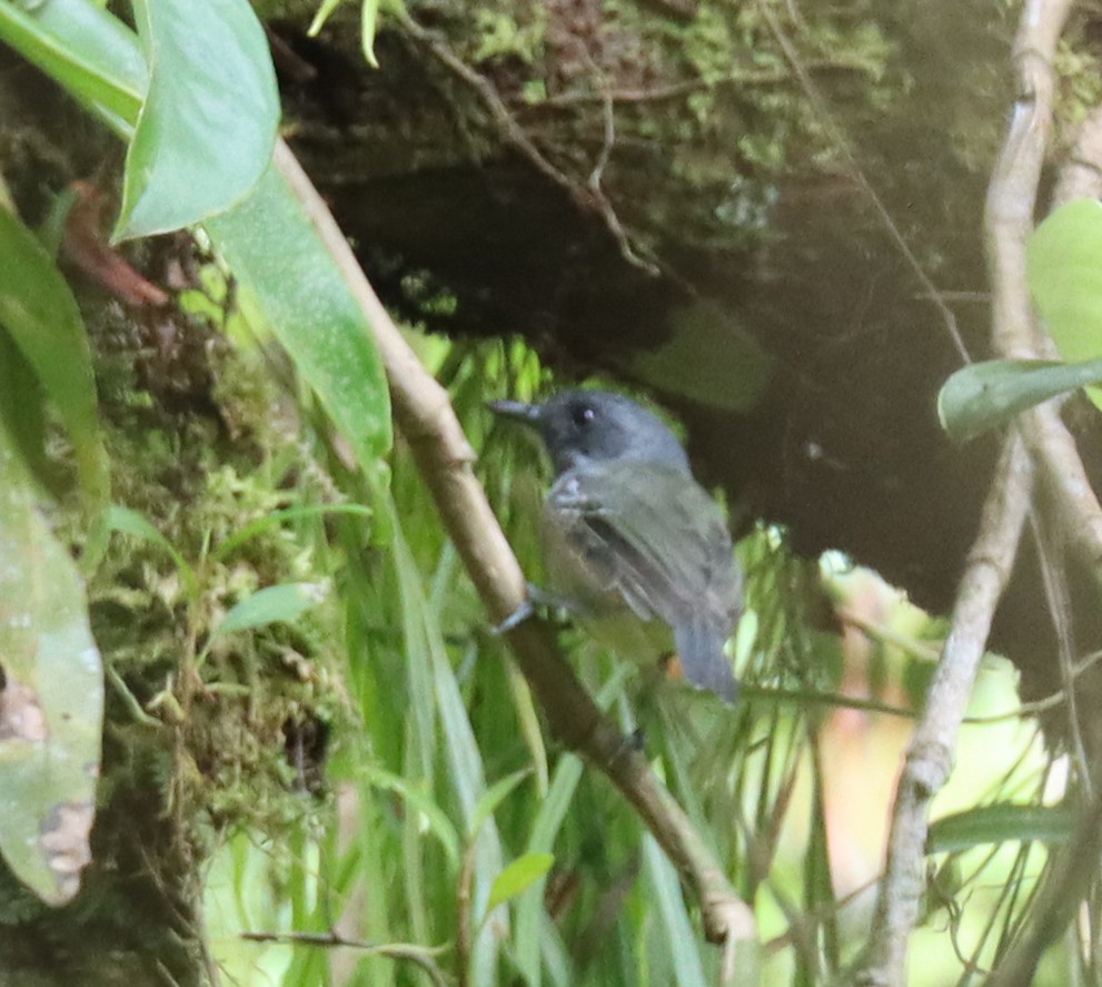 Plain Antvireo - ML644521088