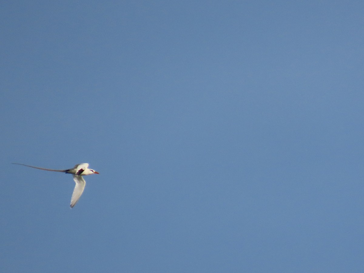 白尾熱帶鳥 - ML644521107