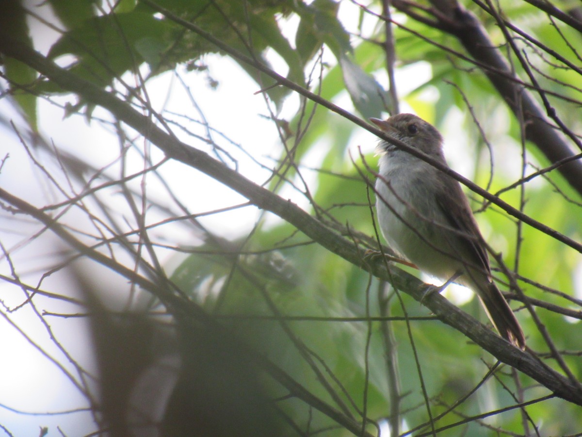 Fulvous-crowned Scrub-Tyrant - ML644521110