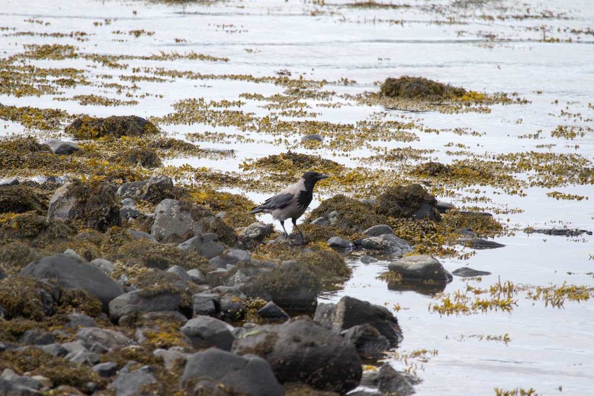 Hooded Crow - ML644521114