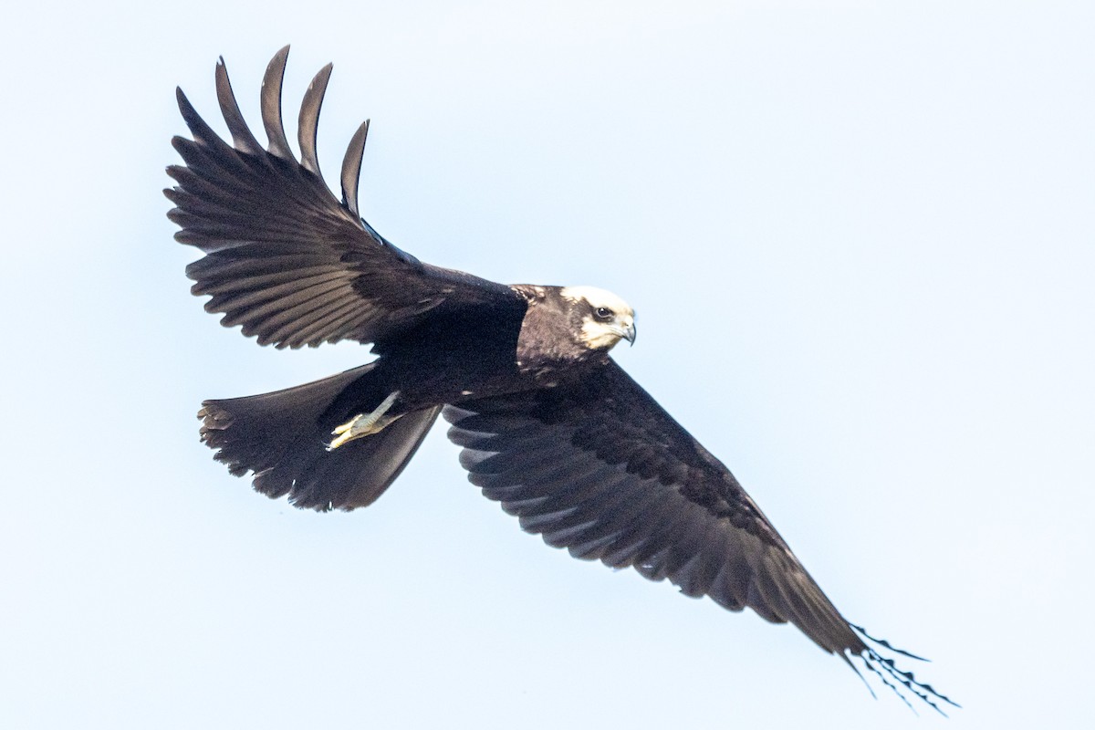 西方澤鵟 - ML644521136